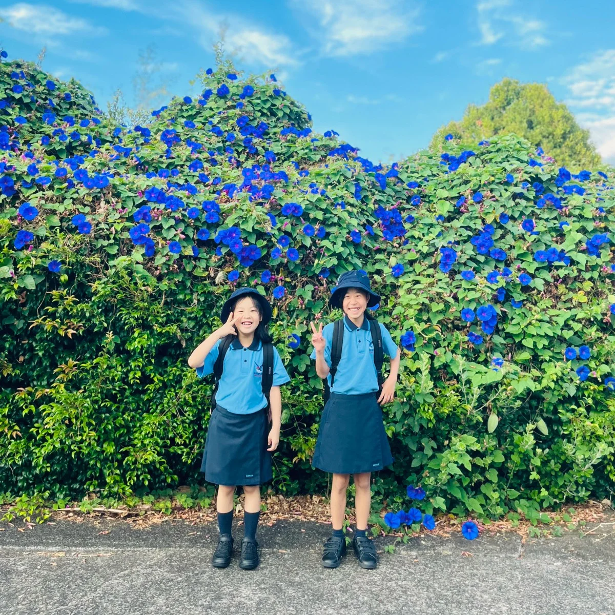 First day together, with morning glories bright blue