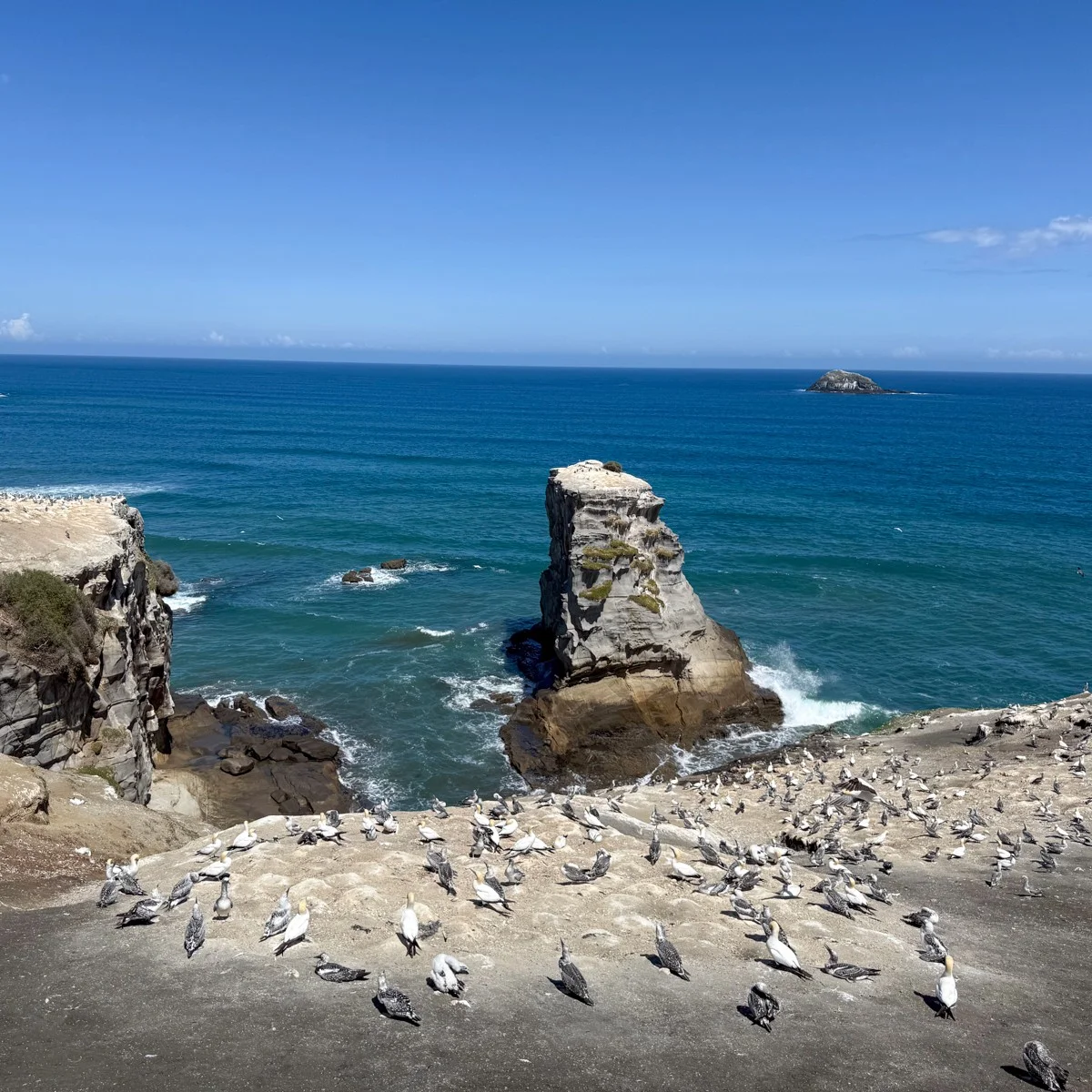 Gannets spending their long summer at Muriwai Beach every year